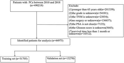 A Web-Based Prediction Model for Cancer-Specific Survival of Elderly Patients Undergoing Surgery With Prostate Cancer: A Population-Based Study